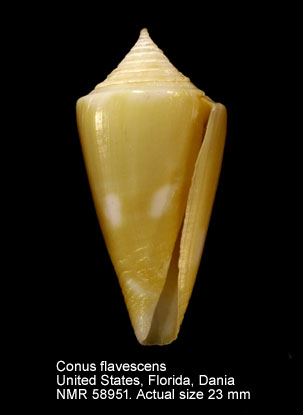 Conus flavescens.jpg - Conus flavescensG.B.Sowerby,1834